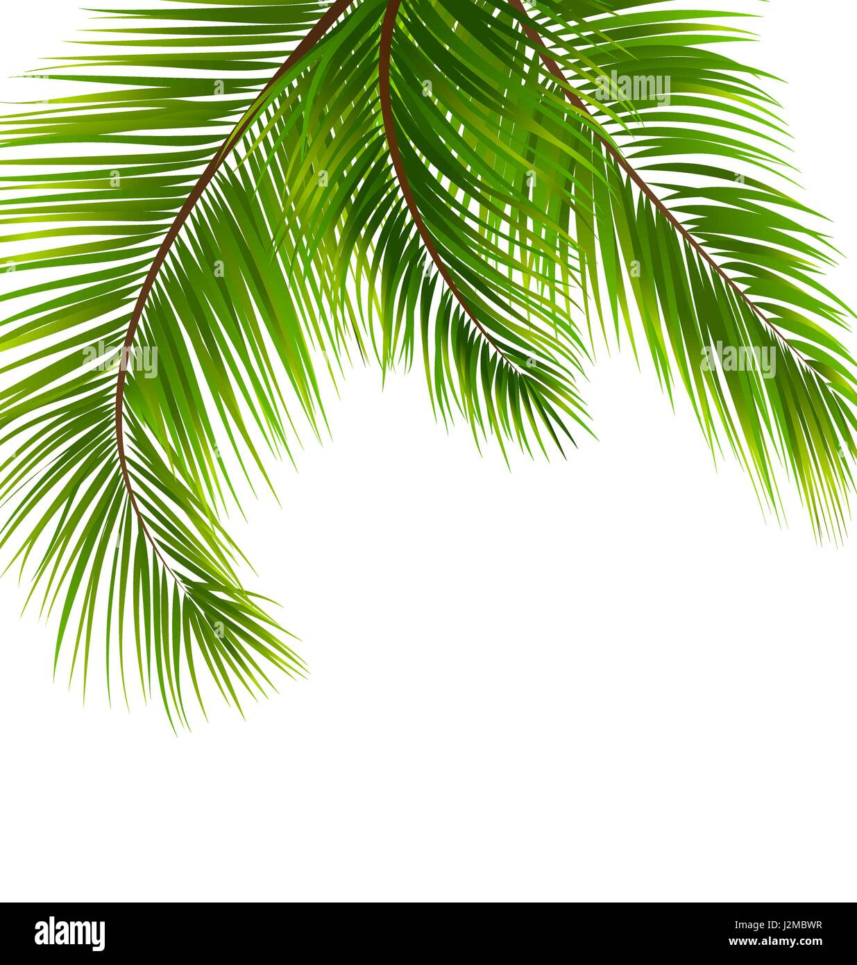 Exotic Tropical Background with Palm Leaves Stock Vector Image & Art ...