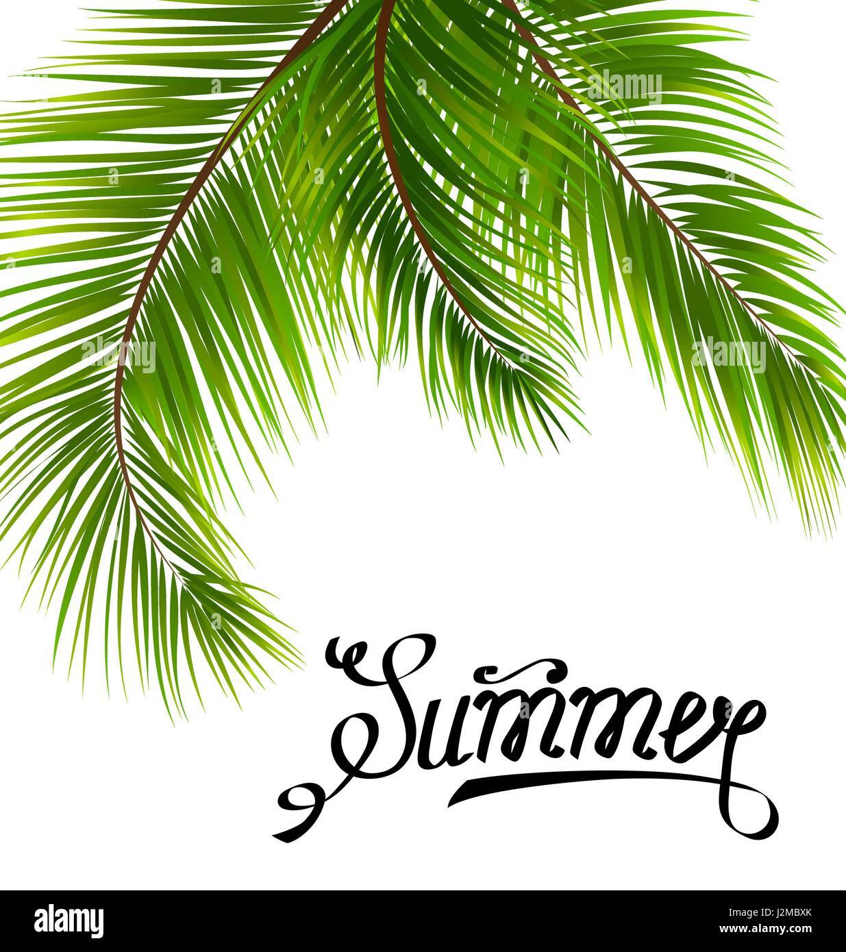 Lettering Text Summer with Palm Leaves Stock Vector Image & Art - Alamy