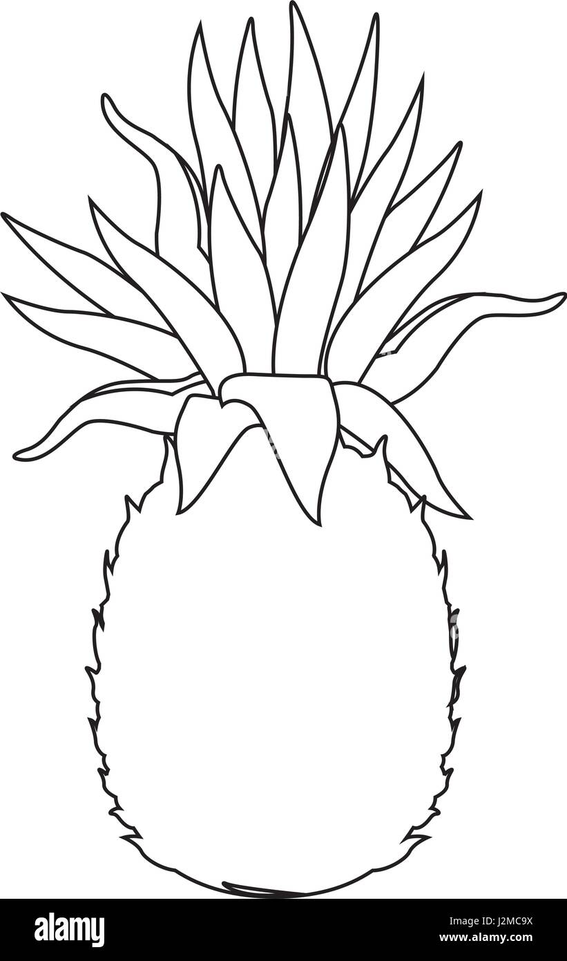 pineapple tropical exotic fruit tasty Stock Vector Image & Art - Alamy