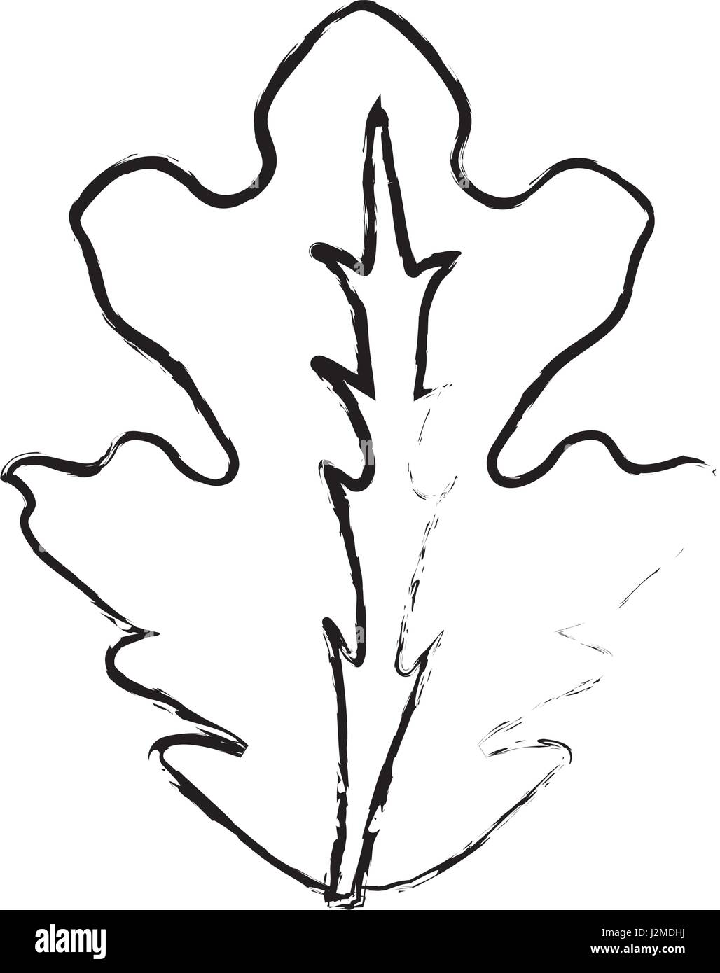 edge delicious leaf lettuce organ food Stock Vector Image & Art Alamy