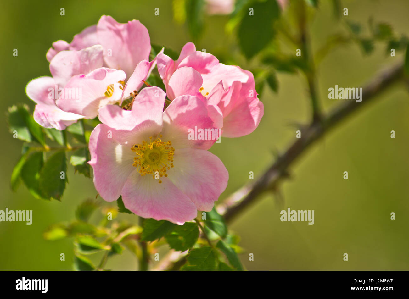 Alpine wild rose mountain hi-res stock photography and images - Alamy