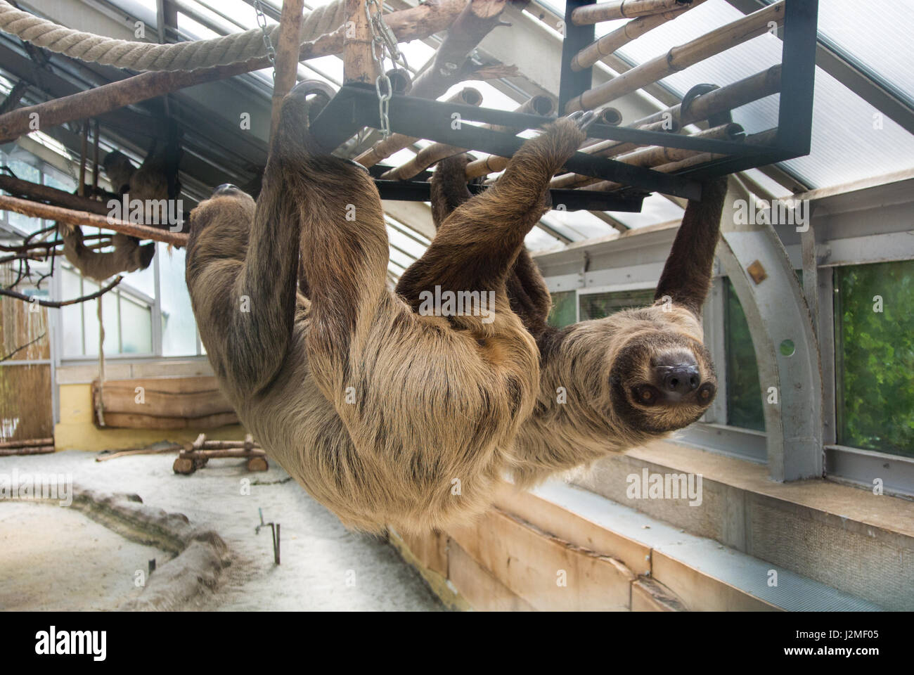 A couple of Linnaeus's two-toed sloths (Choloepus didactylus) hanging at the constructions of an exhibit of America Tropicana at Budapest Zoo and Bota Stock Photo