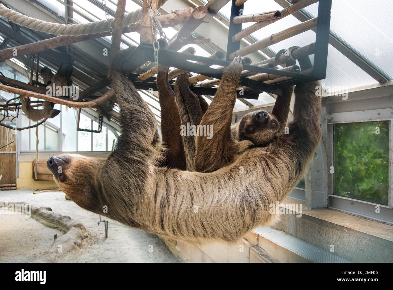 A couple of Linnaeus's two-toed sloths (Choloepus didactylus) hanging at the constructions of an exhibit of America Tropicana at Budapest Zoo and Bota Stock Photo