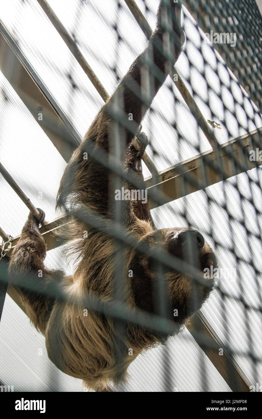 A Linnaeus's two-toed sloth (Choloepus didactylus) behind the lattice hanging at the constructions of an exhibit of America Tropicana at Budapest Zoo  Stock Photo
