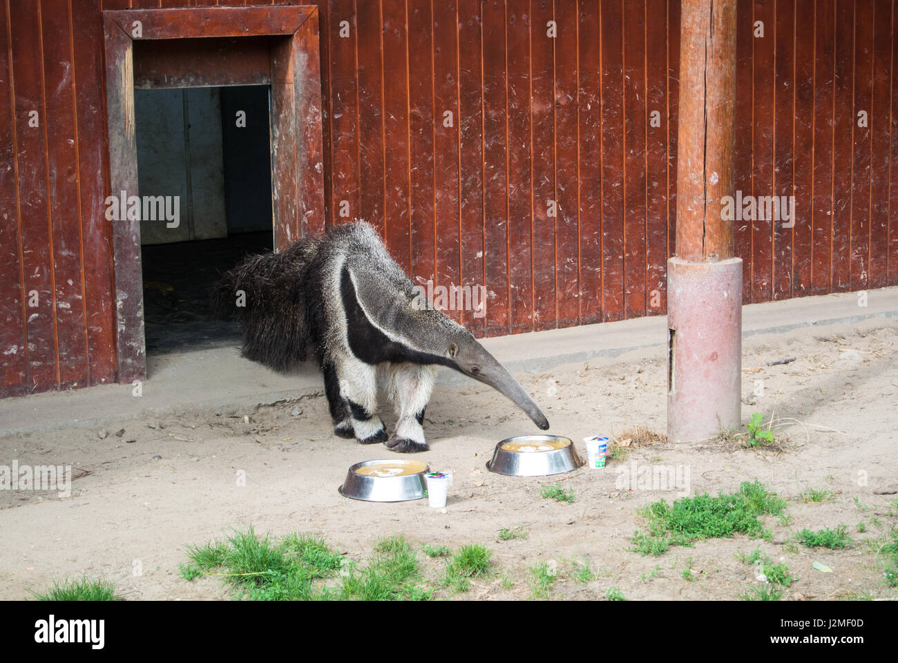 A giant anteater eats from a plate at Budapest zoo, Hungary. Stock Photo