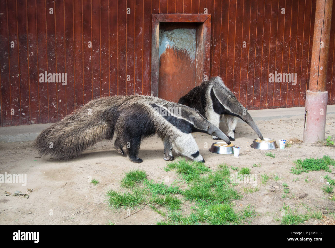 A couple of giant anteaters eat from a plate at Budapest zoo, Hungary. Stock Photo