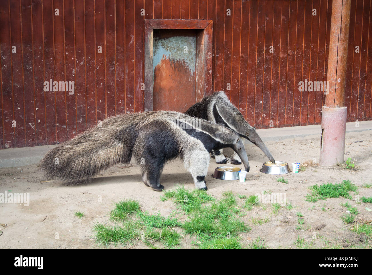 A couple of giant anteaters eat from a plate at Budapest zoo, Hungary. Stock Photo
