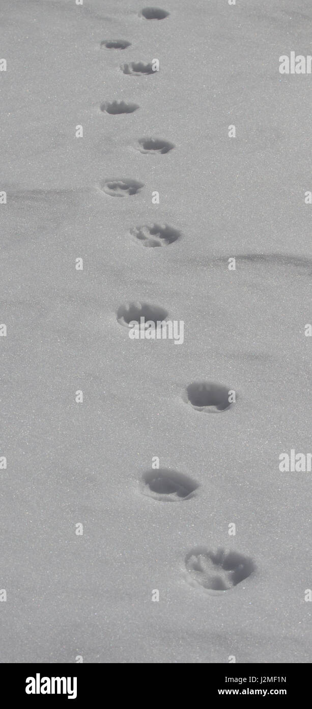 Footprints in the snow Stock Photo Alamy