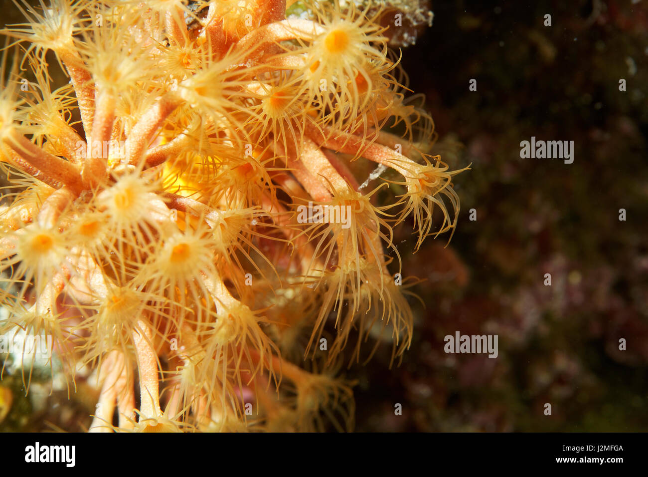 The coral yellow cluster anemone in the Adriatic Sea, near Pag island Stock Photo