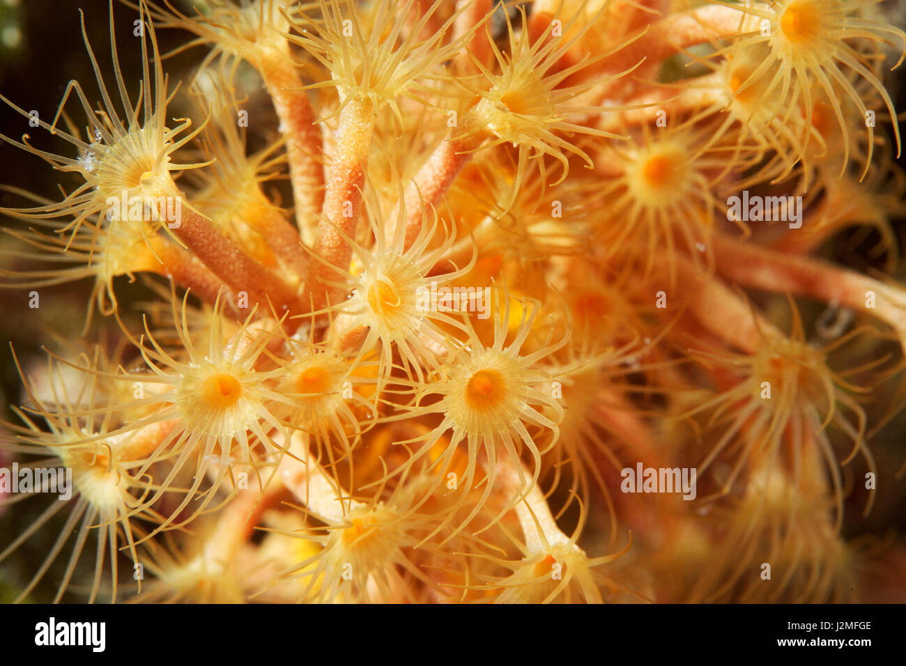 yellow cluster anemone from Pag, Adriatic seacoral Stock Photo