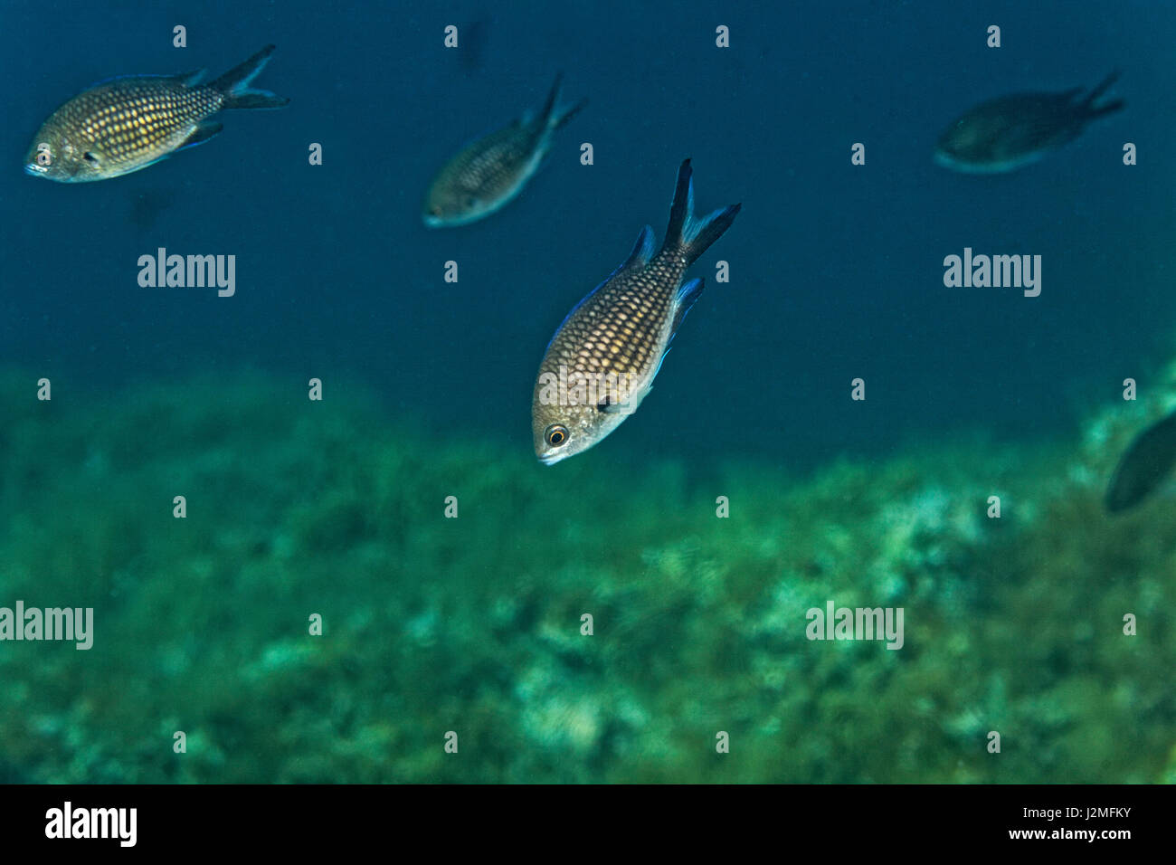 Adriatic sea fish hires stock photography and images Alamy