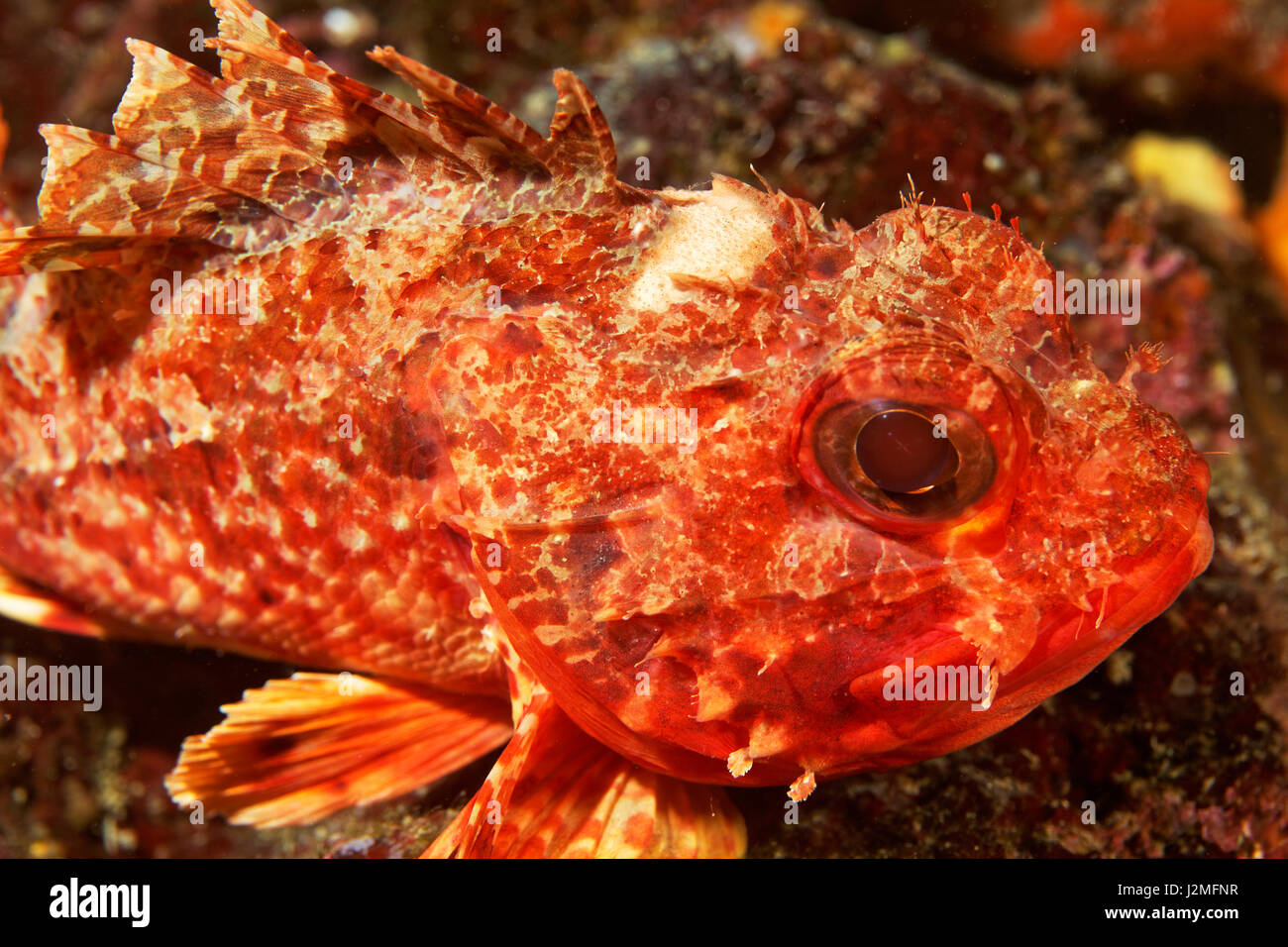 Small red scorpionfish in Adriatic Sea,near Pag island Stock Photo