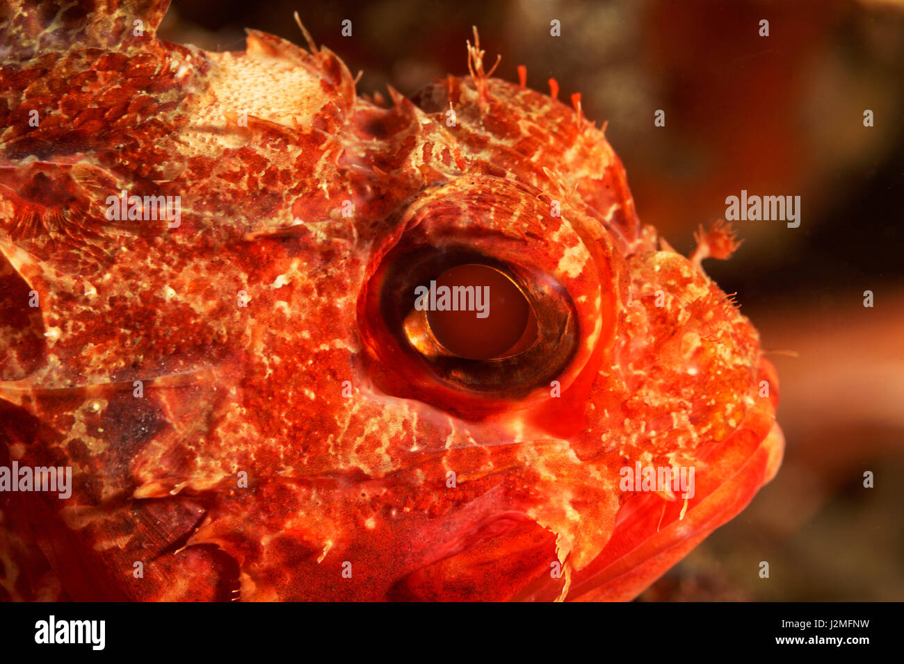 Small red scorpionfish from Pag, Adriatic Sea Stock Photo