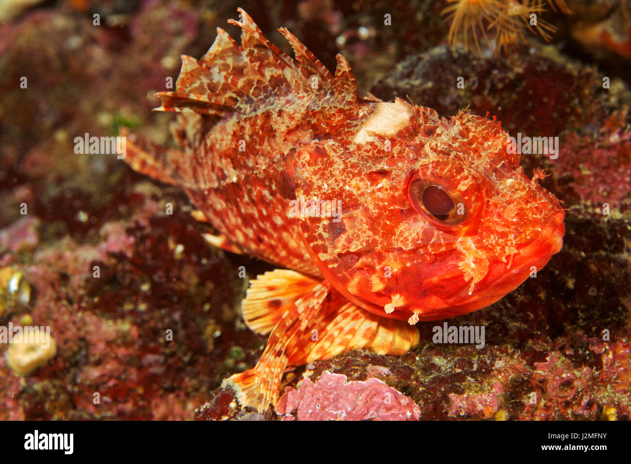 Small red scorpionfish from Pag, Adriatic Sea Stock Photo