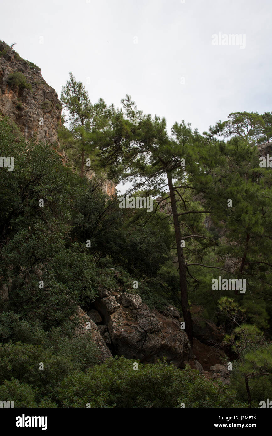 The Aleppo Pine is growing around the Mediterranean Coast as here in the Lissos Gorge at the southwest coast of Crete.  Die Aleppo-Kiefer wächst in vi Stock Photo