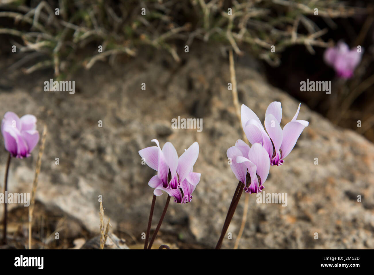 Greek Cyclamen is flowering on the Kandouni plain at the southwest coast of Crete. Stock Photo