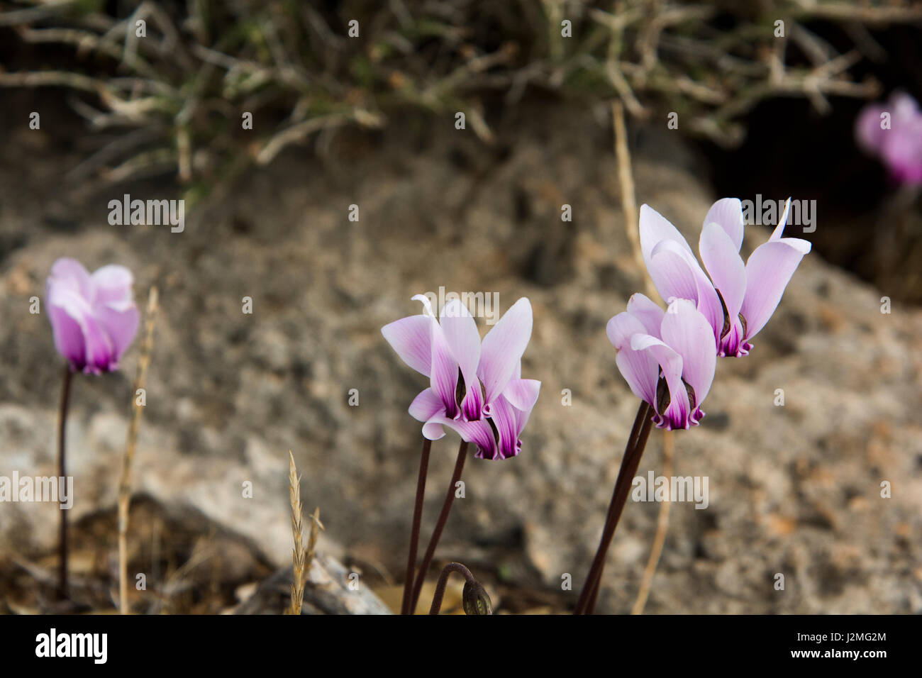 Greek Cyclamen is flowering on the Kandouni plain at the southwest coast of Crete. Stock Photo