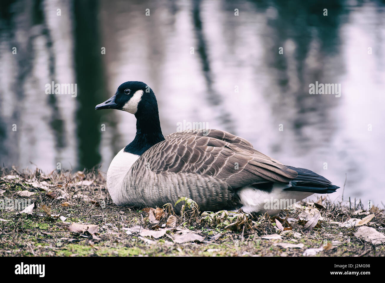Canada goose, Branta canadensis. Wildlife animal. Single bird resting near lake in the park Stock Photo