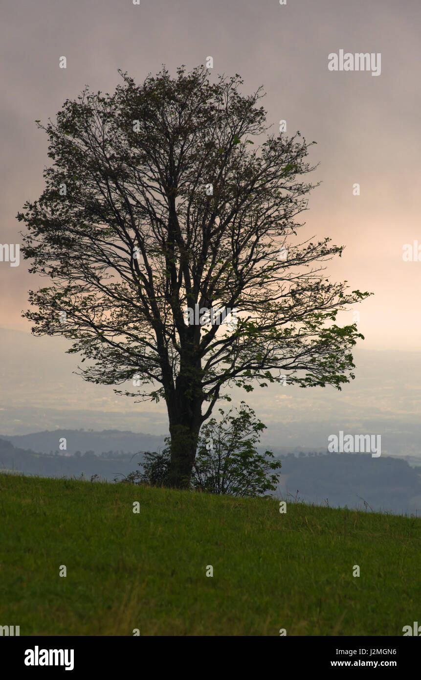 Tree on a hill just before a quick summer storm at Rajac, Serbia Stock Photo
