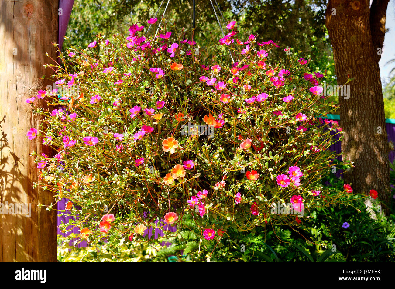 Shrubby Purslane Latin name Portulaca suffrutescens flowers in a hanging basket Stock Photo