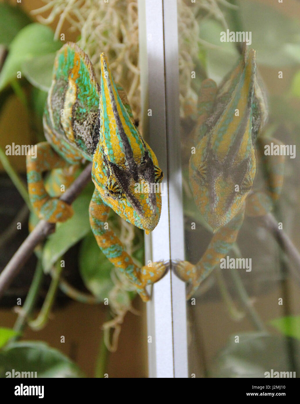veiled chameleon, Chamaeleo calyptratus Stock Photo