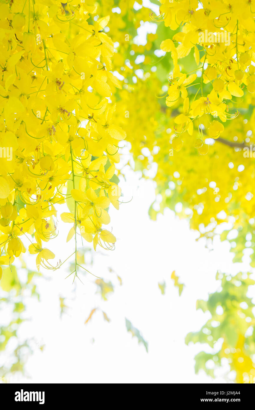 Cassia fistula flowers, Golden shower flowers , Yellow flowers summer in thailand Stock Photo