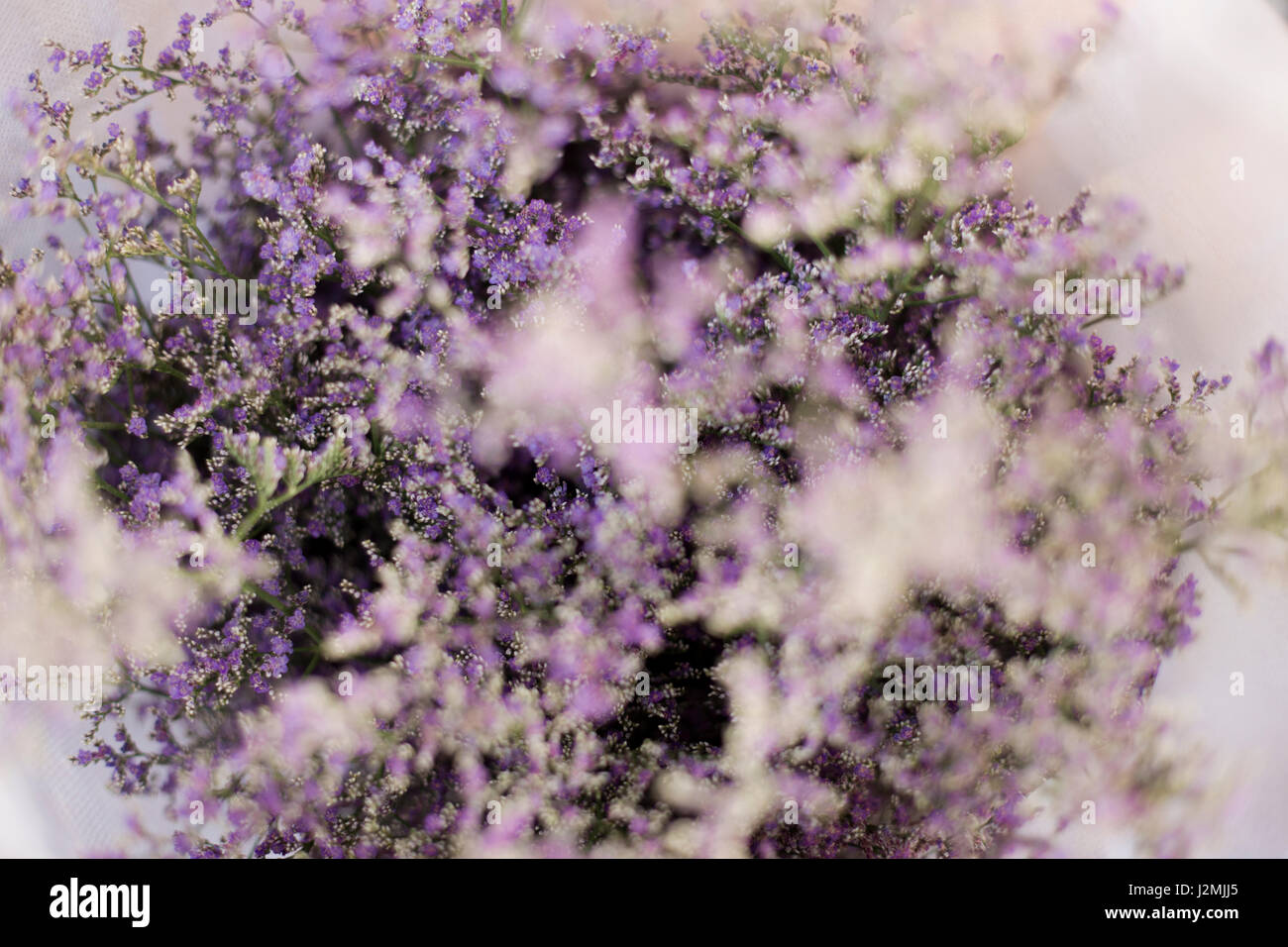 Close Up Of Purple Baby S Breath As A Background Or Wallpaper Stock Photo Alamy