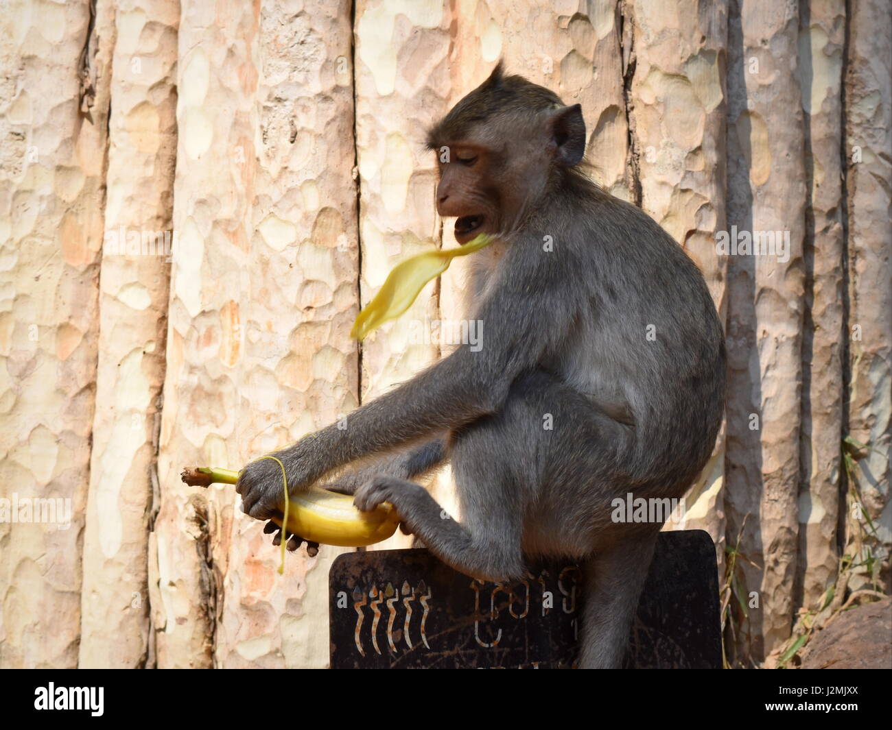 A wild macaque monkey in the peeling and eating a small bunch of ripe  bananas in the Sacred Monkey Forest in Ubud Bali Stock Photo - Alamy