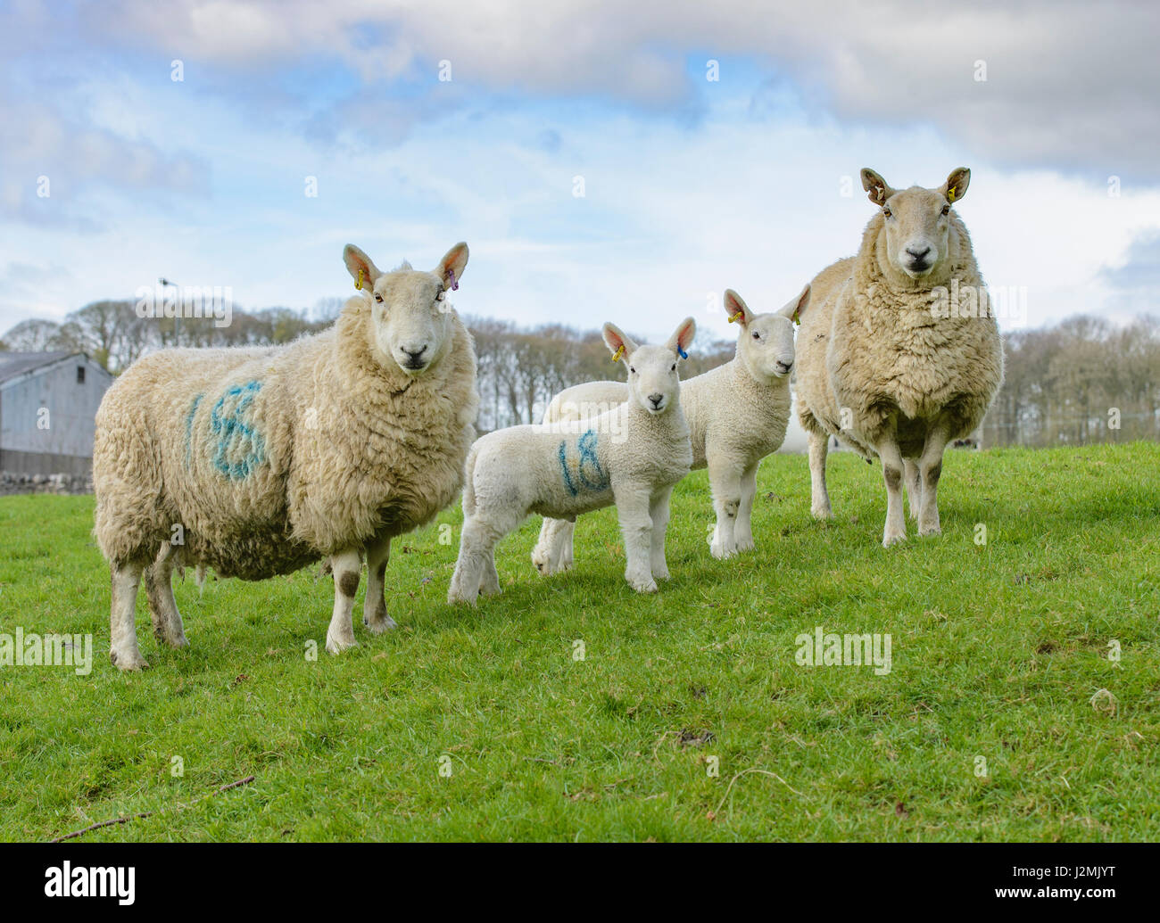 North country cheviot hi-res stock photography and images - Alamy