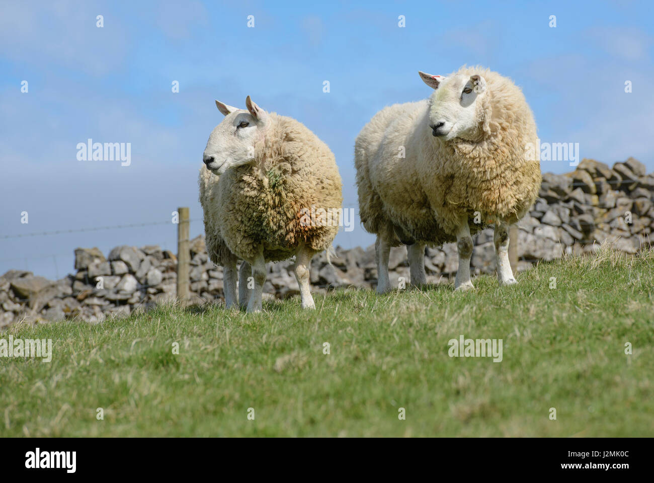 Two North Country Cheviot rams, Edale, Derbyshire. Stock Photo