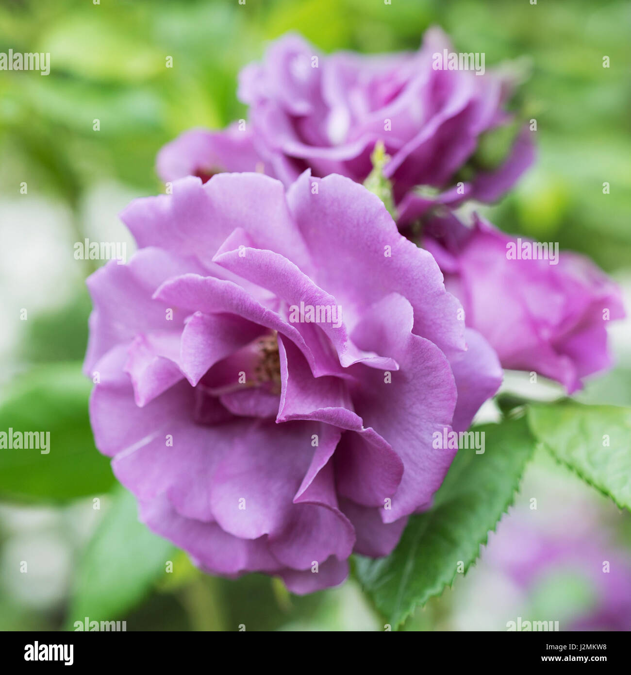 Flower of pink rose close-up Stock Photo - Alamy