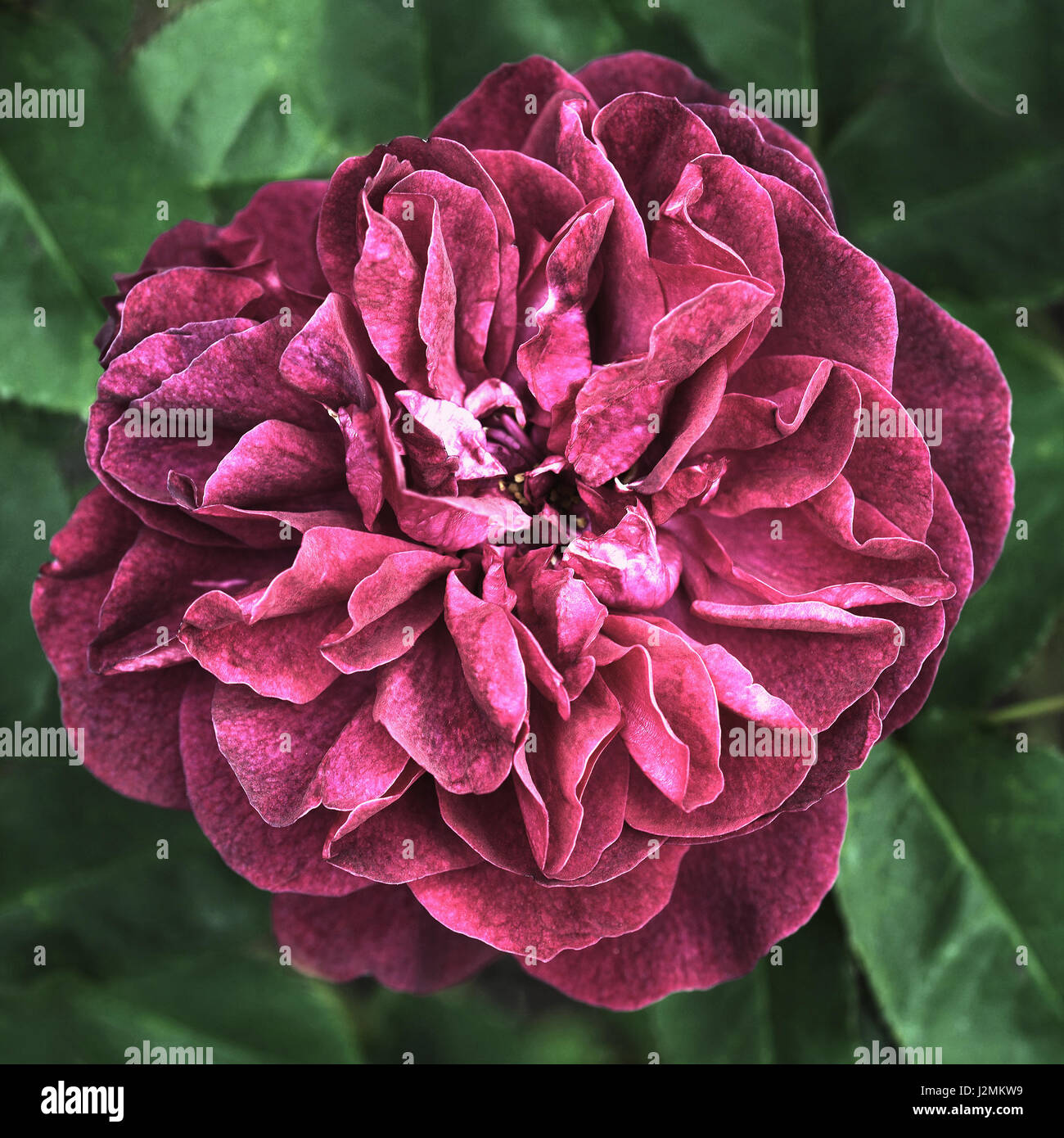 Flower of pink rose close-up Stock Photo - Alamy