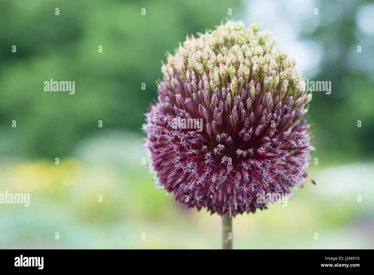 Flower Allium rotundum Stock Photo