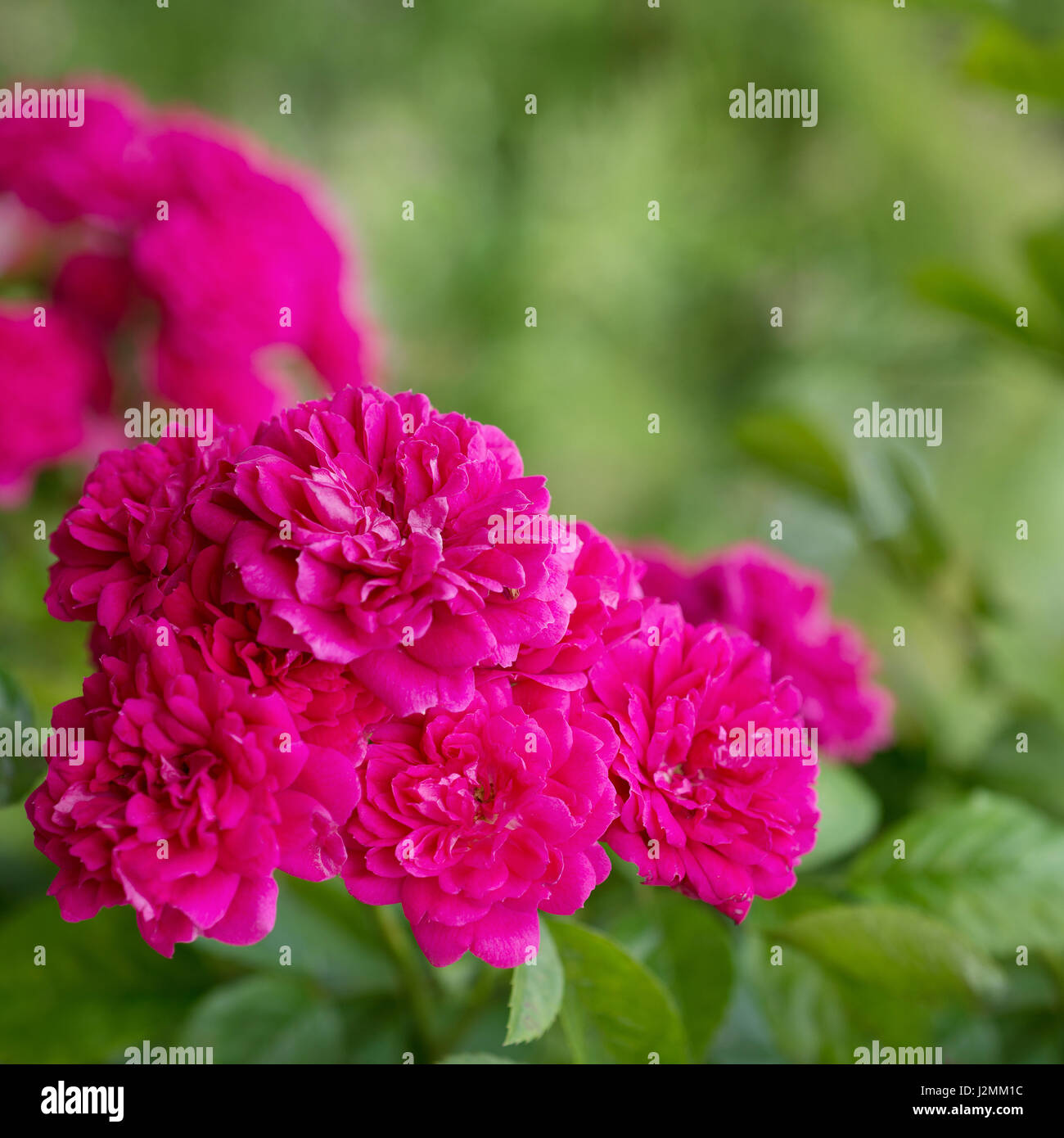 Climbing Pink Rose in the Garden Stock Photo