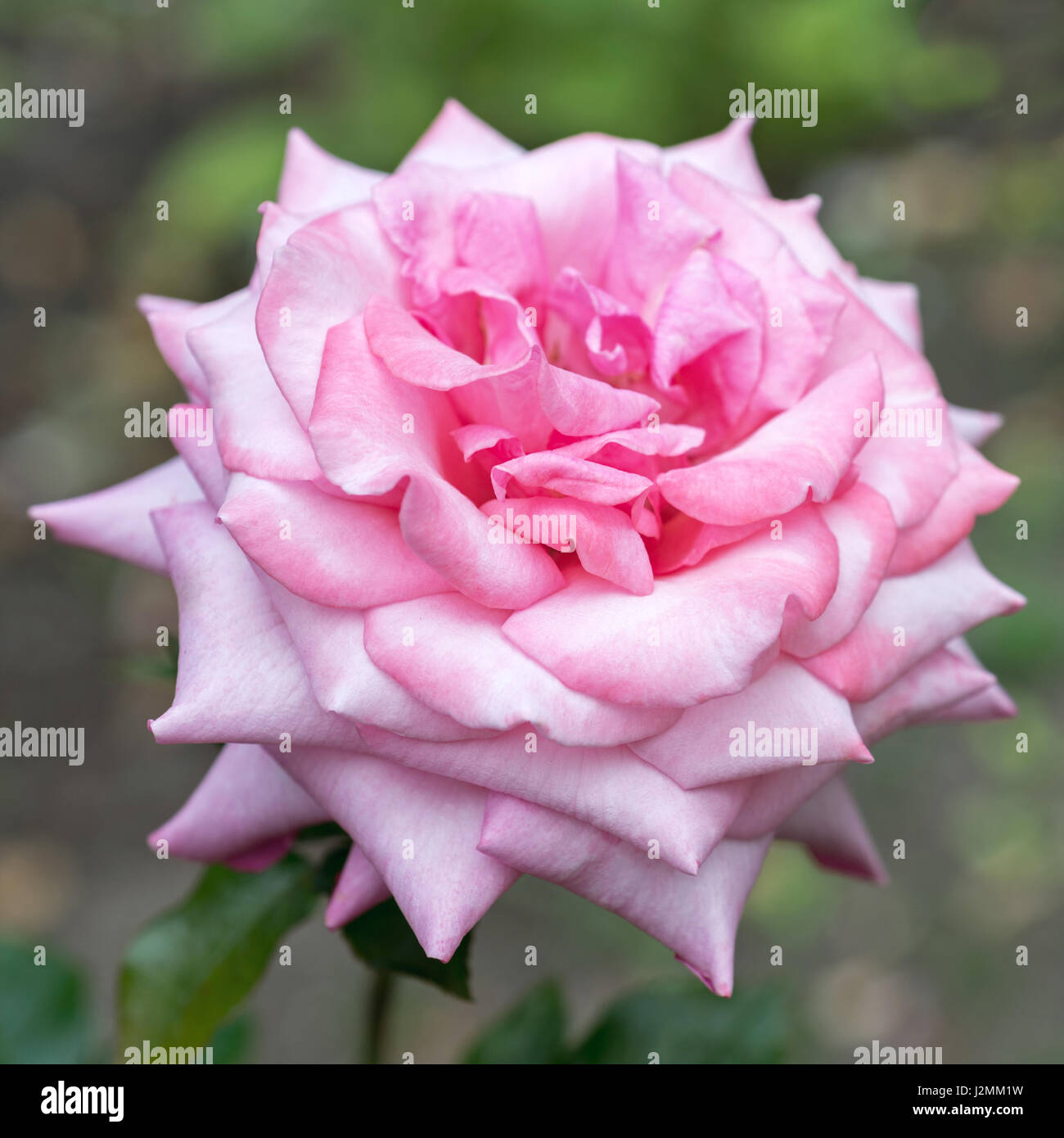 Flower of pink rose close-up Stock Photo - Alamy