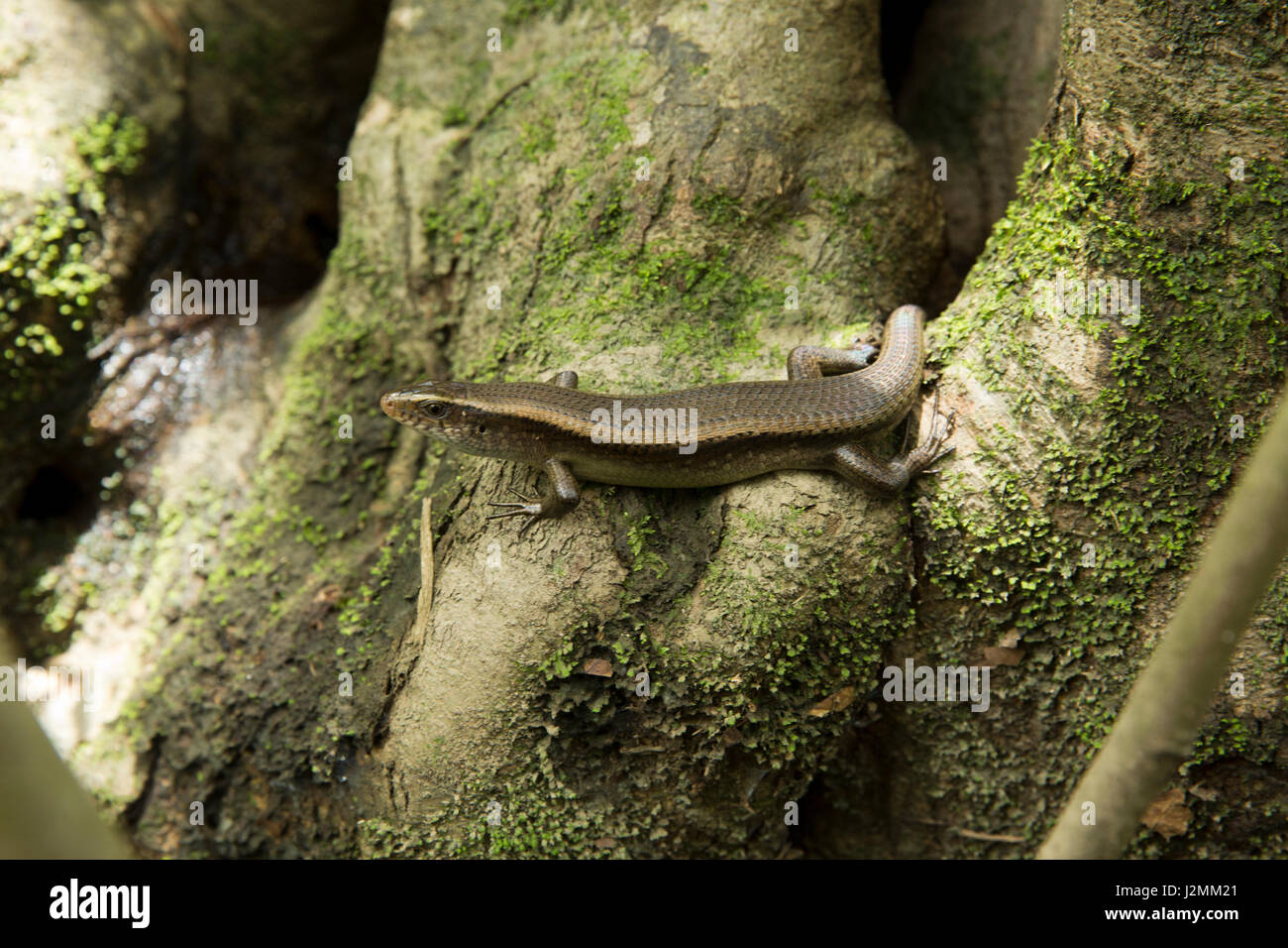 Keeled Grass Skink also called Lanzana on the Ratargul fresh water swamp forest. It is a very interesting and thrilling place for adventurous tourists Stock Photo