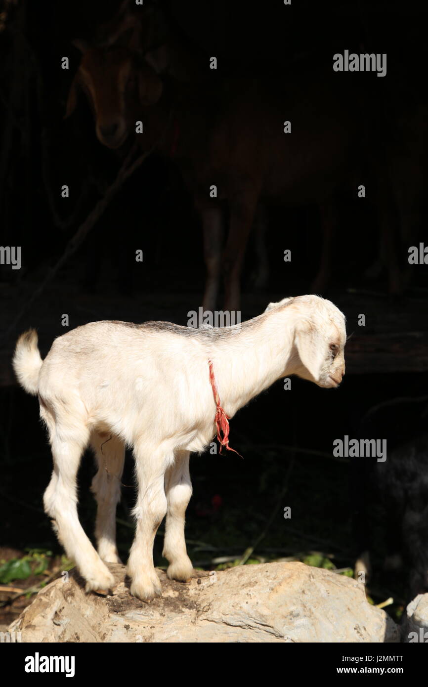 young goat in the Nepalese mountains aganst black background on rural farm Stock Photo