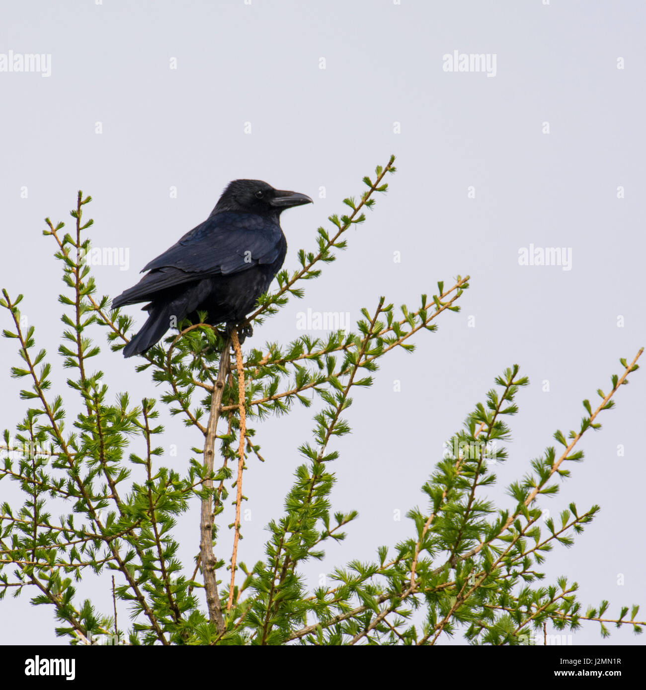Carrion Crow Stock Photo
