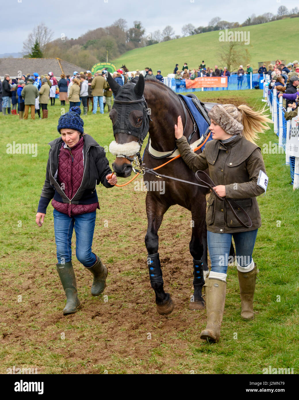 Horse at a point-to-point event, being lead around the paddock by its handlers Stock Photo
