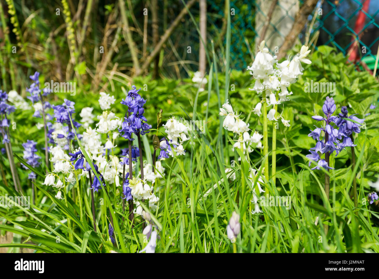 Blue & white bell flowers amongst the grass in a garden Stock Photo