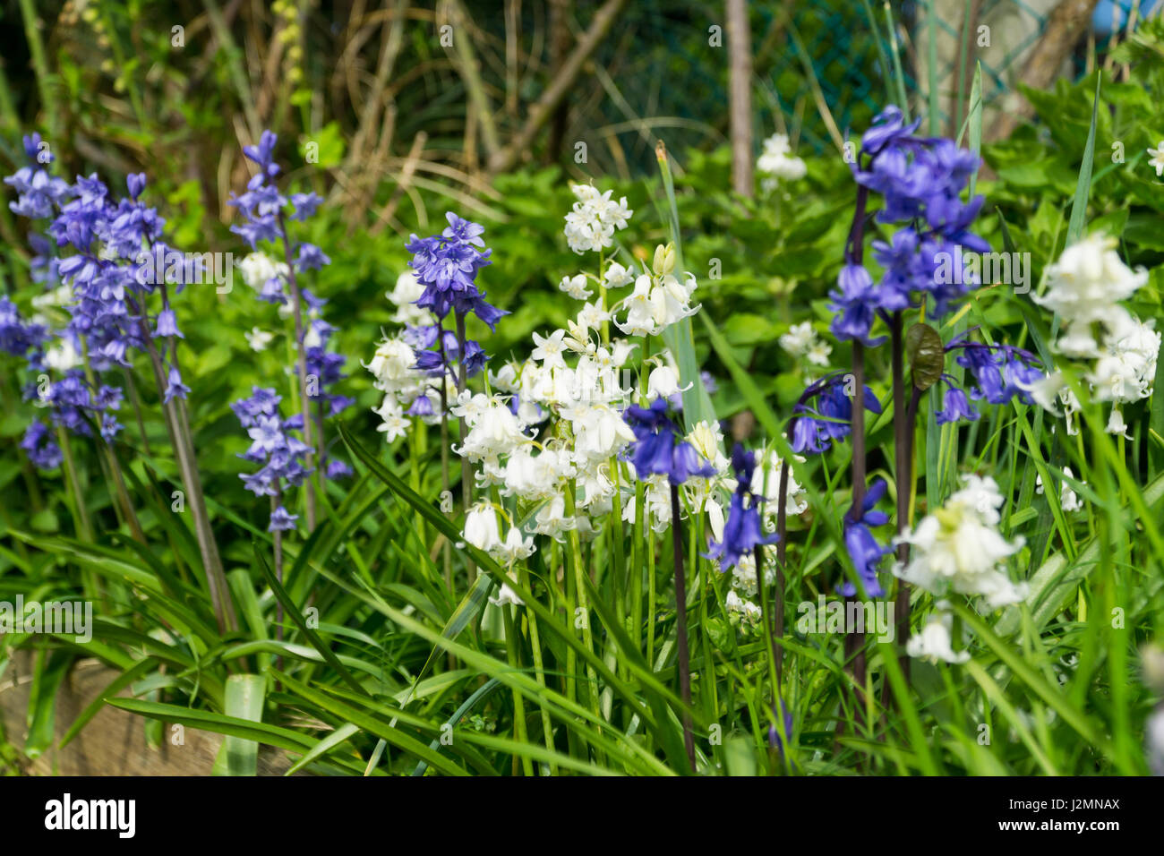 Blue & white bell flowers amongst the grass in a garden Stock Photo