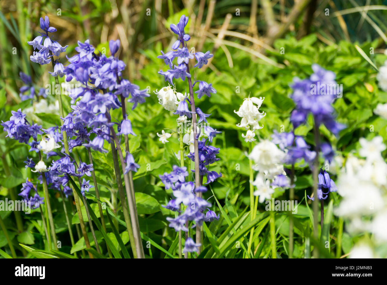 Blue & white bell flowers amongst the grass in a garden Stock Photo