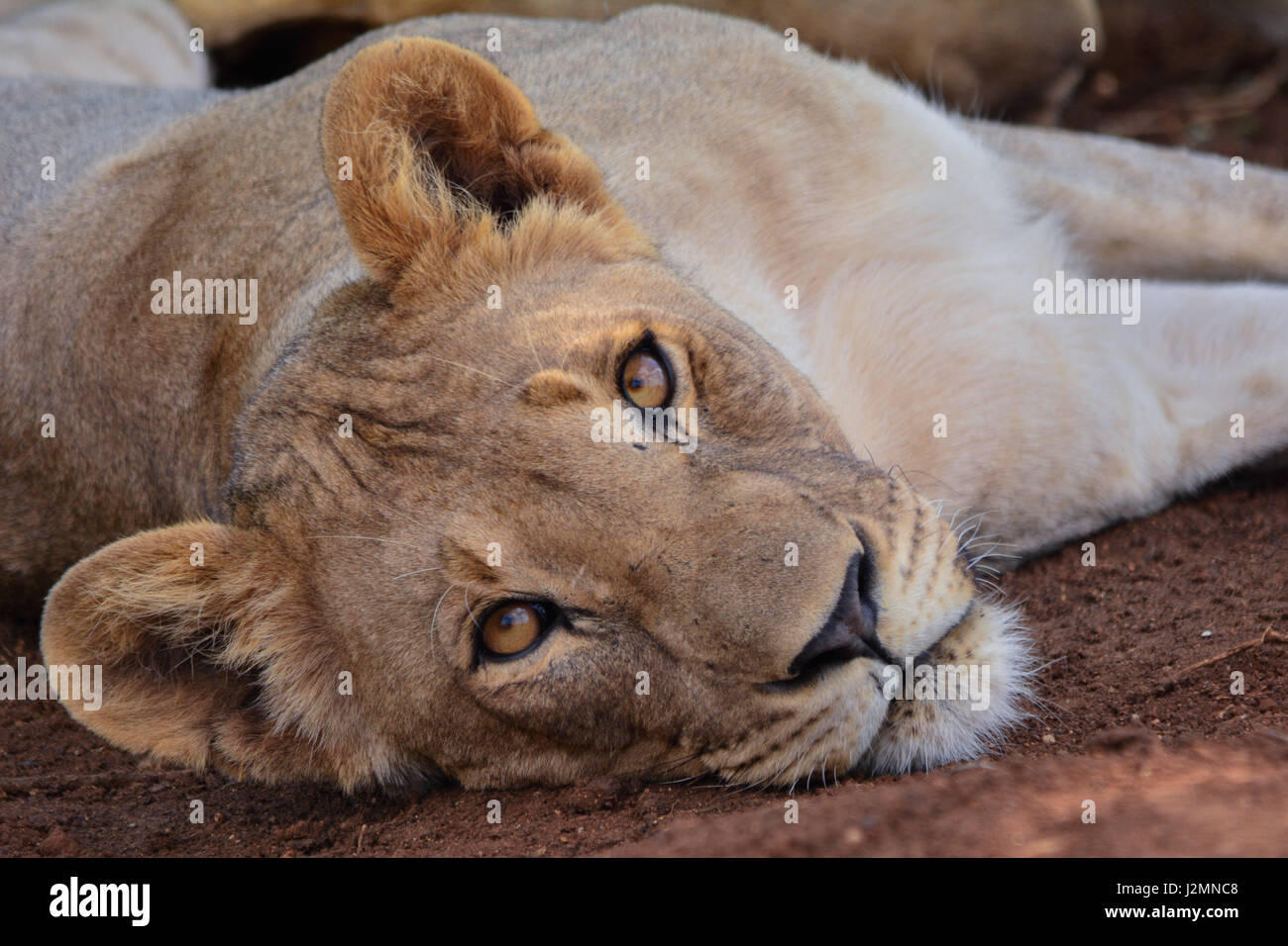 North African Lion High Resolution Stock Photography and Images - Alamy