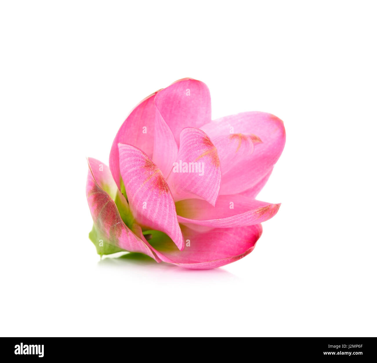 siam tulip flower isolated on white background Stock Photo - Alamy