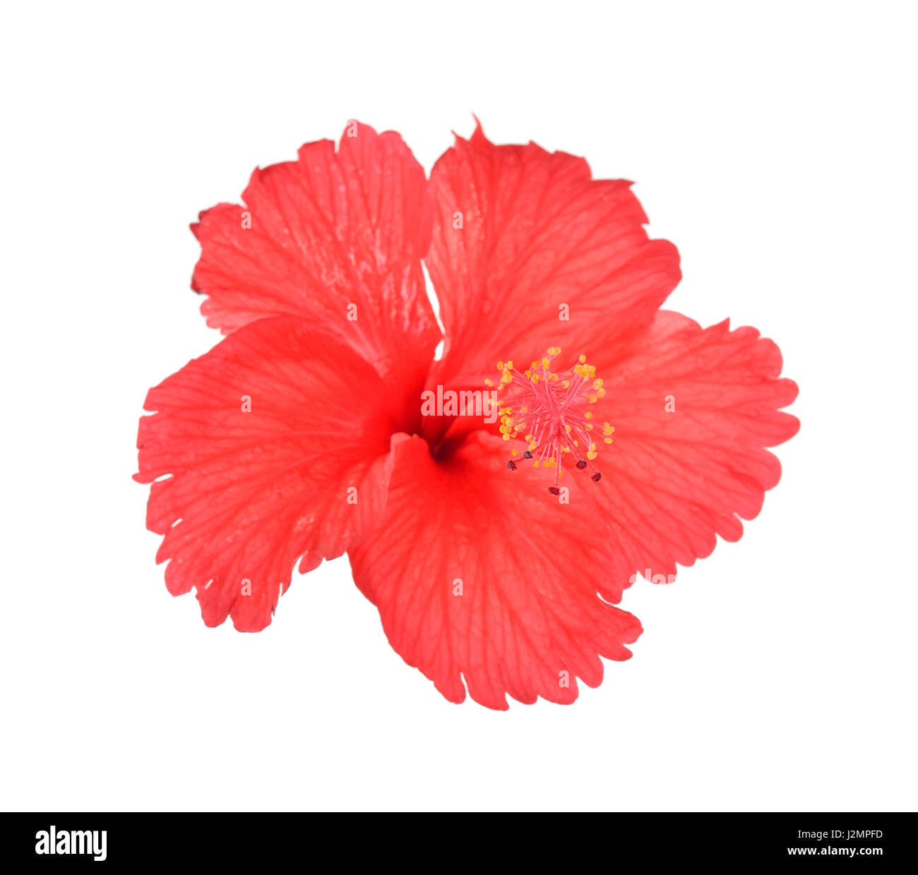 Red Hibiscus flower on the white background Stock Photo - Alamy