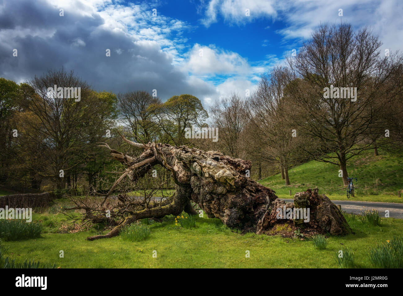 The famous Laund Oak at Bolton Abbey fell in 2016 but this spring sees new buds on the 800 year old oak tree.  Yorkshire Dales, England, UK Stock Photo