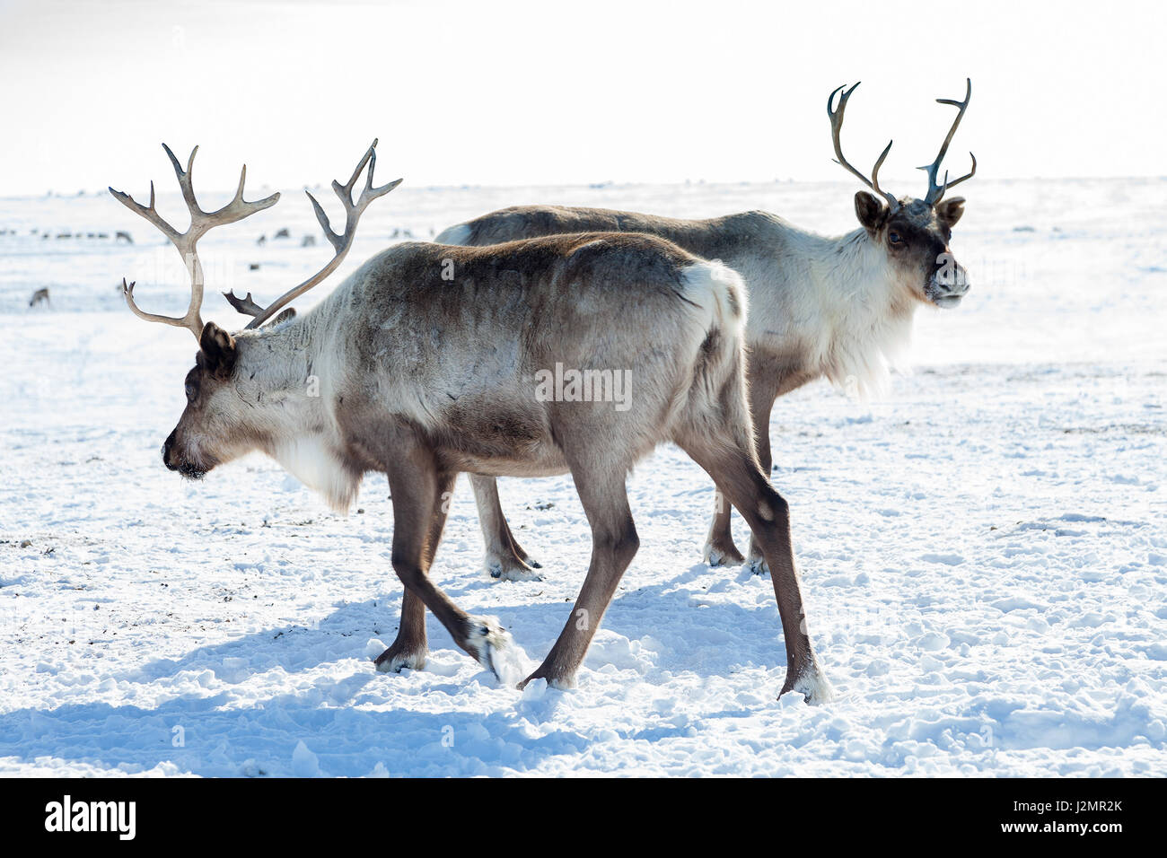 Reindeers grazing in the tundra during winter Stock Photo
