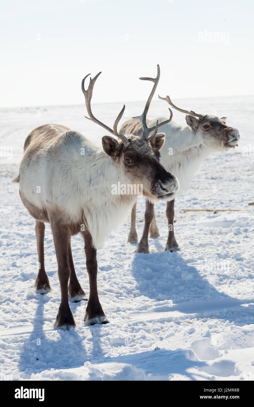 Reindeer grazing in the tundra during winter Stock Photo