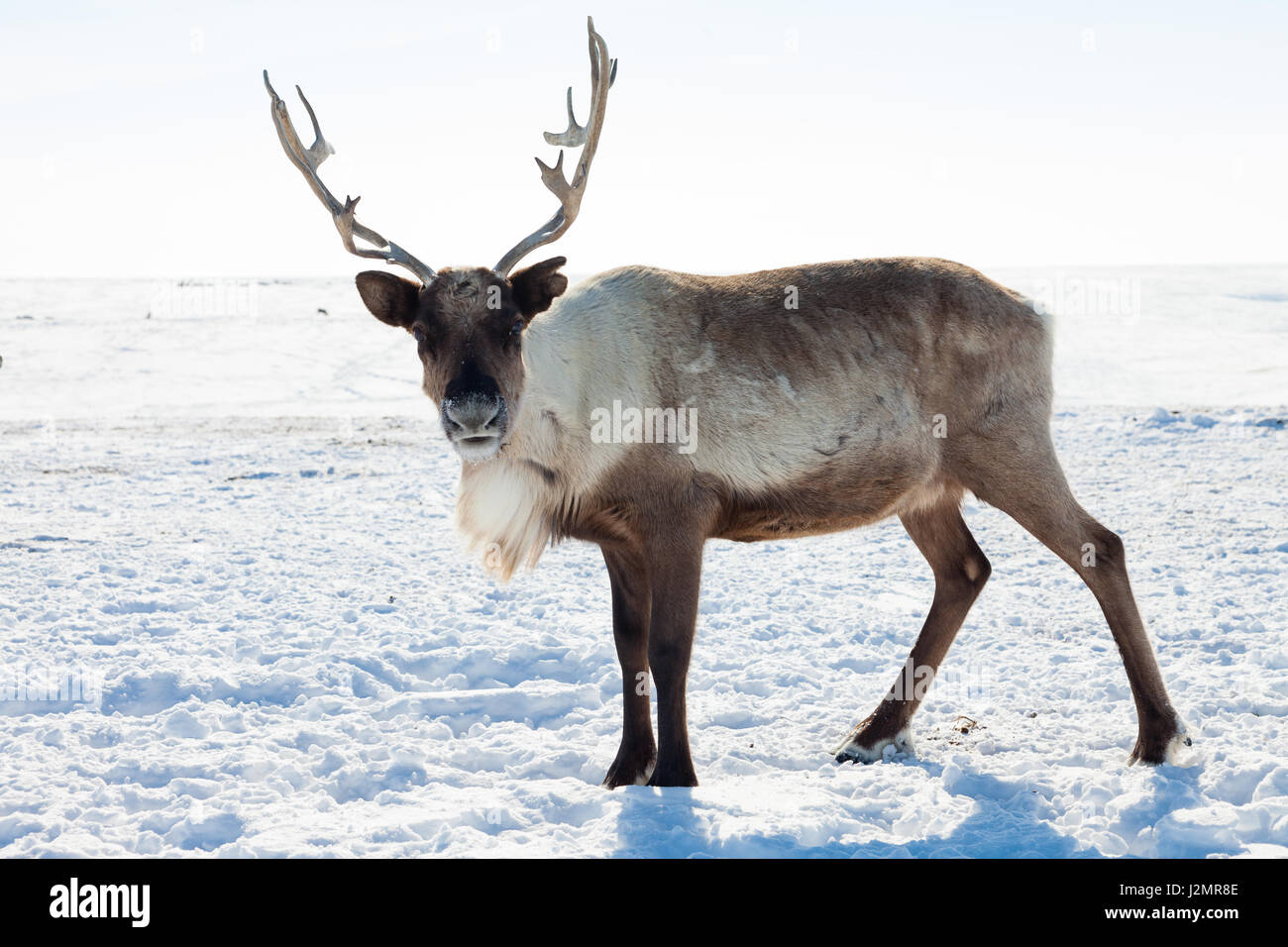 Reindeer grazing in the tundra during winter Stock Photo