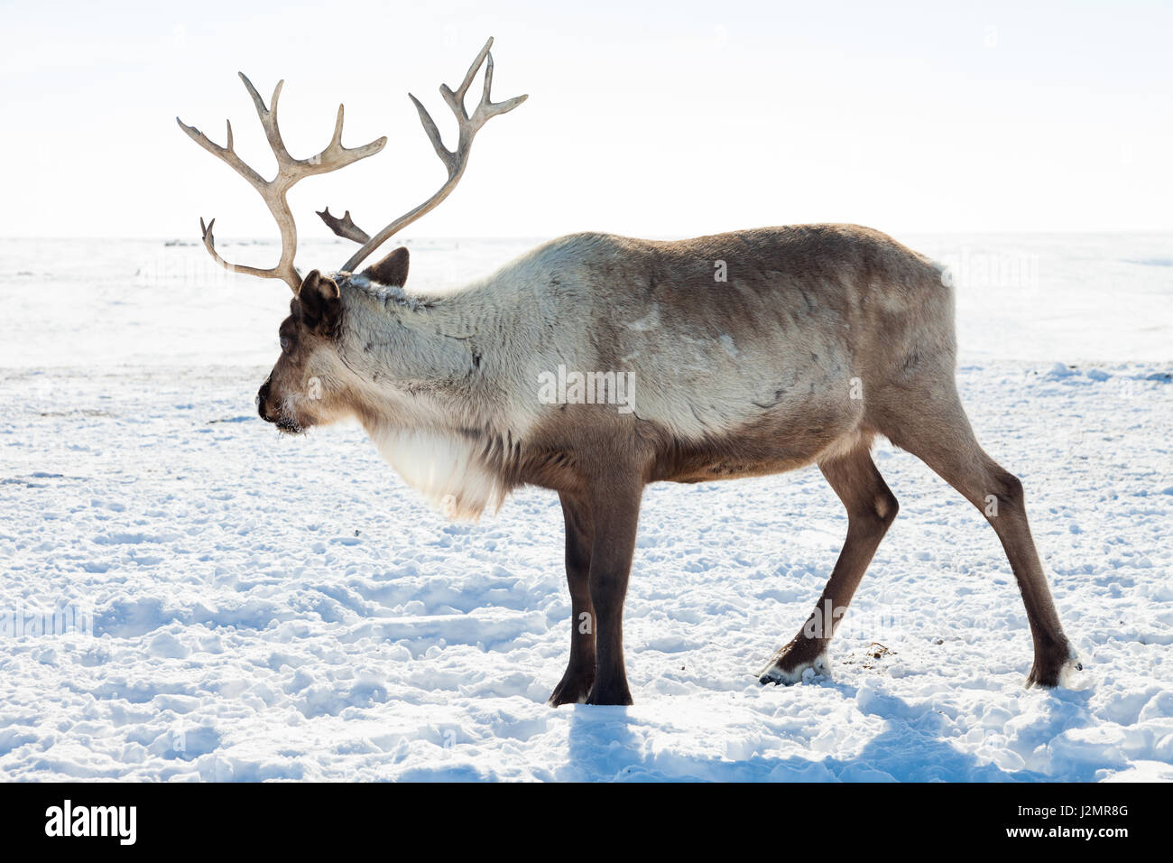 Reindeer grazing in the tundra during winter Stock Photo